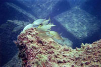 ses3